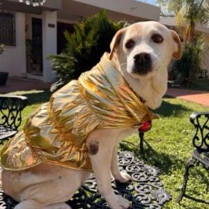 Gold puffer coat  Dog Jacket -Boots & Barkely